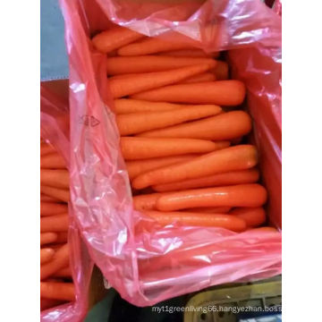 Wholesale /Distribute 2016 Chinese Carrot